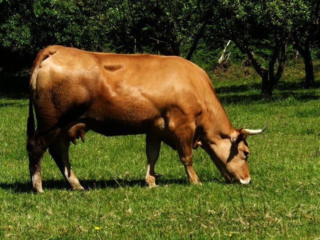 Ejemplar de raza Asturiana de los Valles