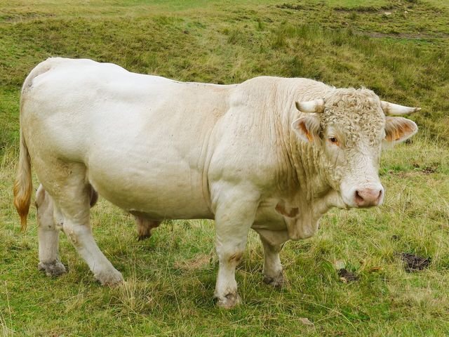 Ejemplar de raza Charolesa