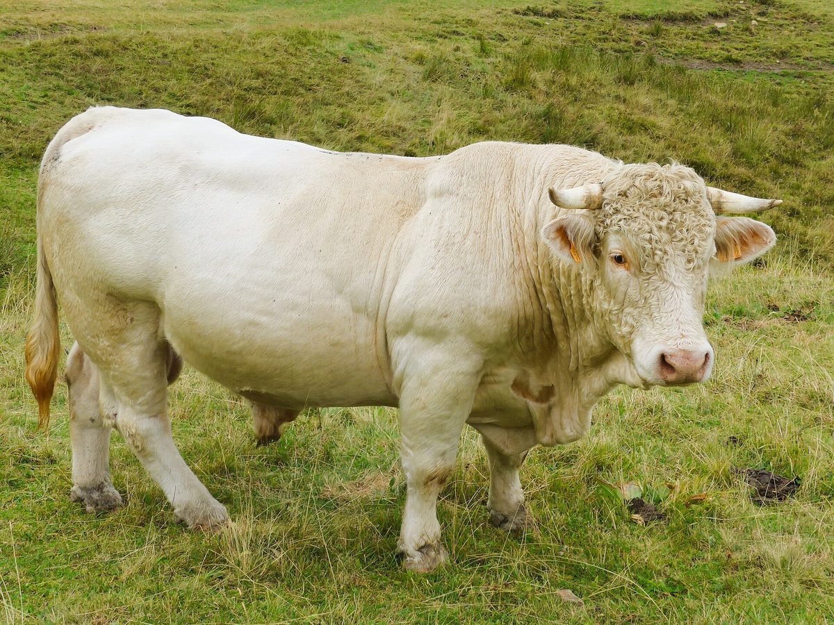 Ejemplar de raza Charolesa