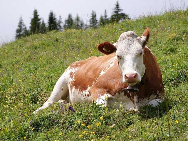 Ejemplar de raza Simmental
